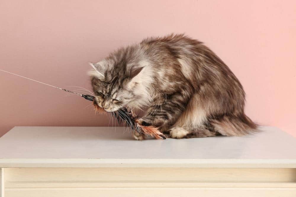 cat playing